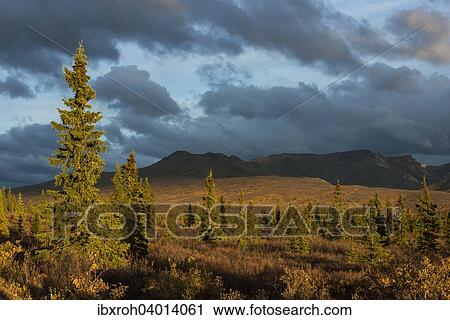Herbstliche Landschaft, Denali-Nationalpark, Alaska, USA, Nordamerika View Large Photo Image Stock Image - Herbstliche Landschaft, Denali-Nationalpark, Alaska, USA, Nordamerika. Fotosearch