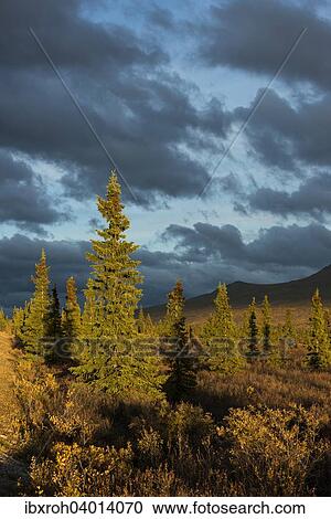 Herbstliche Landschaft, Denali-Nationalpark, Alaska, USA, Nordamerika View Large Photo Image Stock Image - Herbstliche Landschaft, Denali-Nationalpark, Alaska, USA, Nordamerika. Fotosearch