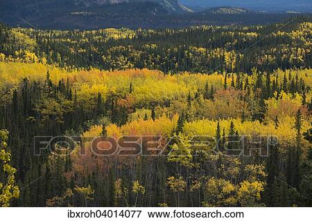 Herbstliche Landschaft, Denali-Nationalpark, Alaska, USA, Nordamerika View Large Photo Image Stock Photo - Herbstliche Landschaft, Denali-Nationalpark, Alaska, USA, Nordamerika. Fotosearch