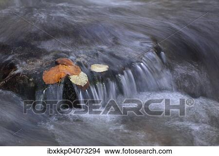 Picture - Herbstliche Laubblatter auf einem Stein im Gebirgsbach Ilse, Ilsenburg, Sachsen-Anhalt, Deutschland, Europa. Fotosearch