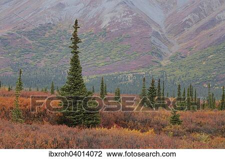 Herbstliche Tundra, Denali-Nationalpark, Alaska, USA, Nordamerika View Large Photo Image Stock Image - Herbstliche Tundra, Denali-Nationalpark, Alaska, USA, Nordamerika. Fotosearch