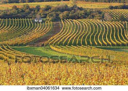 Herbstliche Weinberge, Neckenmarkt, Mittelburgenland, Burgenland, Osterreich, Europa View Large Photo Image Picture - Herbstliche Weinberge, Neckenmarkt, Mittelburgenland, Burgenland, Osterreich, Europa. Fotosearch