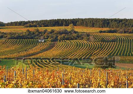Herbstliche Weinberge, Neckenmarkt, Mittelburgenland, Burgenland, Osterreich, Europa View Large Photo Image Stock Image - Herbstliche Weinberge, Neckenmarkt, Mittelburgenland, Burgenland, Osterreich, Europa. Fotosearch