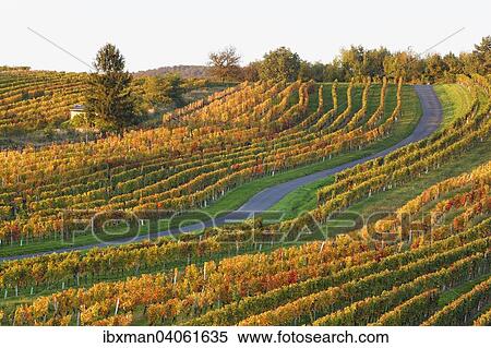 Herbstliche Weinberge, Neckenmarkt, Mittelburgenland, Burgenland, Osterreich, Europa View Large Photo Image Stock Photography - Herbstliche Weinberge, Neckenmarkt, Mittelburgenland, Burgenland, Osterreich, Europa. Fotosearch