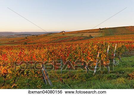 Herbstliche Weinberge, Weingartenkapelle, bei Neckenmarkt, Blaufrankischland, Mittelburgenland, Burgenland, Osterreich, Europa View Large Photo Image Stock Photograph - Herbstliche Weinberge, Weingartenkapelle, bei Neckenmarkt, Blaufrankischland, Mittelburgenland, Burgenland, Osterreich, Europa. Fotosearch