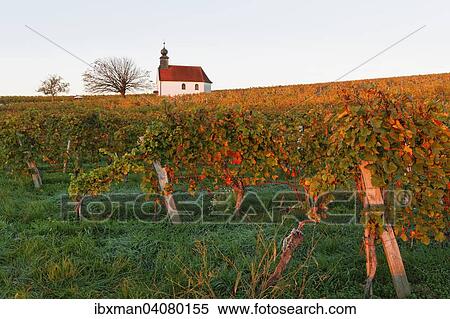 Stock Photography - Herbstliche Weinberge, Weingartenkapelle, bei Neckenmarkt, Mittelburgenland, Burgenland, Osterreich, Europa. Fotosearch