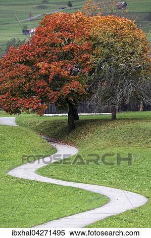 Herbstlicher Baum und Weg, Bad Oberdorf bei Bad Hindelang, Herbststimmung, Allgau, Bayern, Deutschland, Europa View Large Photo Image Stock Photography - Herbstlicher Baum und Weg, Bad Oberdorf bei Bad Hindelang, Herbststimmung, Allgau, Bayern, Deutschland, Europa. Fotosearch