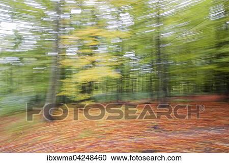 Herbstlicher Buchenwald (Fagus), verfremdet, Hessen, Deutschland, Europa View Large Photo Image Stock Image - Herbstlicher Buchenwald (Fagus), verfremdet, Hessen, Deutschland, Europa. Fotosearch
