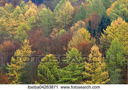 Stock Image - Herbstlicher Mischwald mit Larchen (Larix), Fichten (Picea abies) und Rotbuchen (Fagus sylvatica), Nordrhein-Westfalen, Deutschland, Europa. Fotosearch