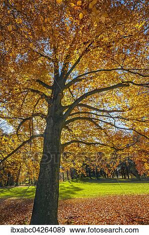 Herbstlicher Park mit Buche (Fagus), Munchen, Bayern, Deutschland, Europa View Large Photo Image Stock Photo - Herbstlicher Park mit Buche (Fagus), Munchen, Bayern, Deutschland, Europa. Fotosearch