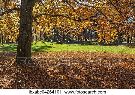 Herbstlicher Park mit Buchen (Fagus), Munchen, Bayern, Deutschland, Europa View Large Photo Image Stock Image - Herbstlicher Park mit Buchen (Fagus), Munchen, Bayern, Deutschland, Europa. Fotosearch