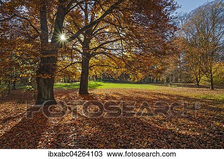 Herbstlicher Park mit Buchen (Fagus), Munchen, Bayern, Deutschland, Europa View Large Photo Image Stock Image - Herbstlicher Park mit Buchen (Fagus), Munchen, Bayern, Deutschland, Europa. Fotosearch