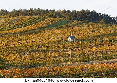 Stock Image - Herbstlicher Weinberg, Neckenmarkt, Mittelburgenland, Burgenland, Osterreich, Europa. Fotosearch