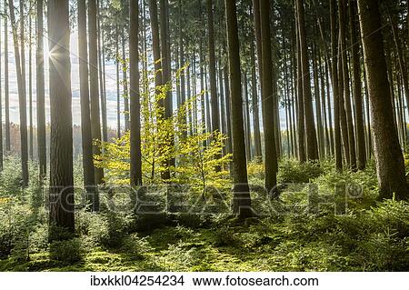 Picture - Herbststimmung im Wald, Stadtwald, Mindelheim, Allgau, Bayern, Deutschland, Europa. Fotosearch