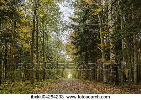 Stock Image - Herbststimmung im Wald, Stadtwald, Mindelheim, Allgau, Bayern, Deutschland, Europa. Fotosearch