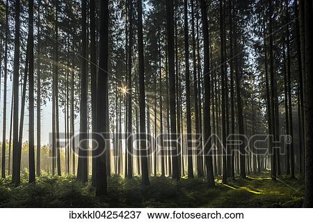Herbststimmung im Wald, Stadtwald, Mindelheim, Allgau, Bayern, Deutschland, Europa View Large Photo Image Stock Photo - Herbststimmung im Wald, Stadtwald, Mindelheim, Allgau, Bayern, Deutschland, Europa. Fotosearch