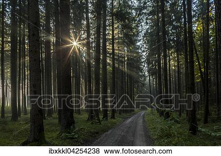 Stock Photo - Herbststimmung im Wald, Stadtwald, Mindelheim, Allgau, Bayern, Deutschland, Europa. Fotosearch