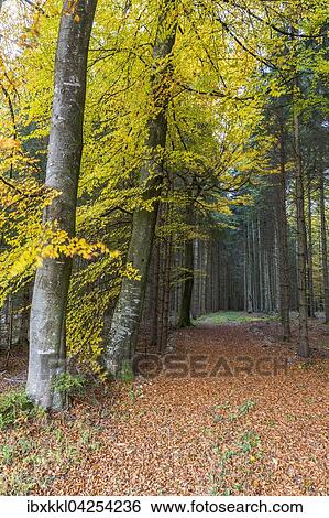 Stock Photograph - Herbststimmung im Wald, Stadtwald, Mindelheim, Allgau, Bayern, Deutschland, Europa. Fotosearch