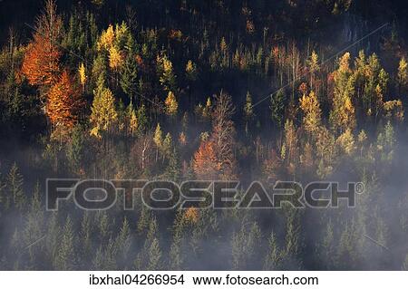 Herbstwald, herbstlich verfarbte Baume im Wald mit Nebel, Bad Hindelang, Allgau, Bayern, Deutschland, Europa View Large Photo Image Picture - Herbstwald, herbstlich verfarbte Baume im Wald mit Nebel, Bad Hindelang, Allgau, Bayern, Deutschland, Europa. Fotosearch