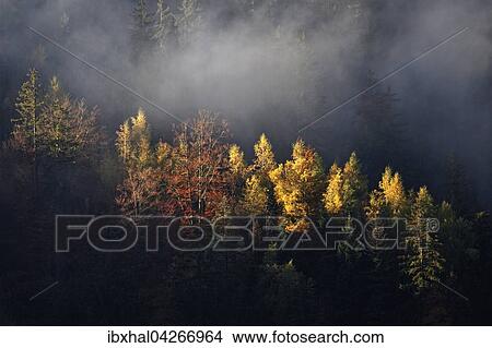 Herbstwald, herbstlich verfarbte Baume im Wald mit Nebel, Bad Hindelang, Allgau, Bayern, Deutschland, Europa View Large Photo Image Picture - Herbstwald, herbstlich verfarbte Baume im Wald mit Nebel, Bad Hindelang, Allgau, Bayern, Deutschland, Europa. Fotosearch