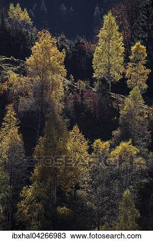 Herbstwald, herbstlich verfarbte Baume, Bad Hindelang, Allgau, Bayern, Deutschland, Europa View Large Photo Image Stock Image - Herbstwald, herbstlich verfarbte Baume, Bad Hindelang, Allgau, Bayern, Deutschland, Europa. Fotosearch