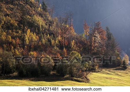 Herbstwald, herbstlich verfarbte Baume im Hintersteiner Tal, bei Bruck, Herbststimmung, Allgau, Bayern, Deutschland, Europa View Large Photo Image Stock Image - Herbstwald, herbstlich verfarbte Baume im Hintersteiner Tal, bei Bruck, Herbststimmung, Allgau, Bayern, Deutschland, Europa. Fotosearch