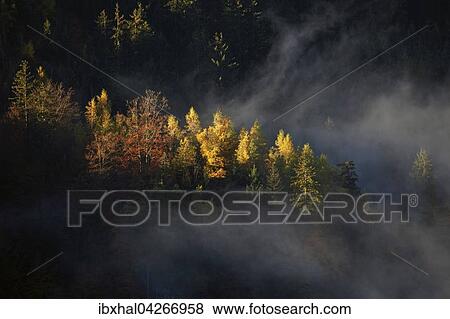 Stock Photo - Herbstwald, herbstlich verfarbte Baume im Wald mit Nebel, Bad Hindelang, Allgau, Bayern, Deutschland, Europa. Fotosearch