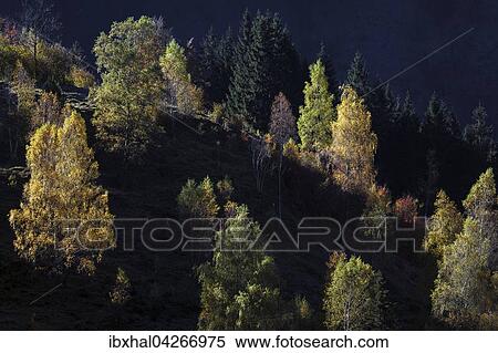 Herbstwald, herbstlich verfarbte Baume, Bad Hindelang, Allgau, Bayern, Deutschland, Europa View Large Photo Image Stock Photography - Herbstwald, herbstlich verfarbte Baume, Bad Hindelang, Allgau, Bayern, Deutschland, Europa. Fotosearch