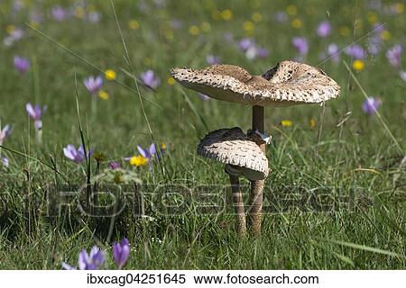 Herbstwiese mit Parasolpilzen (Macrolepiota procera) und Herbstzeitlosen (Colchicum autumnale), Morfelden-Walldorf, Hessen, Deutschland, Europa View Large Photo Image Stock Photography - Herbstwiese mit Parasolpilzen (Macrolepiota procera) und Herbstzeitlosen (Colchicum autumnale), Morfelden-Walldorf, Hessen, Deutschland, Europa. Fotosearch