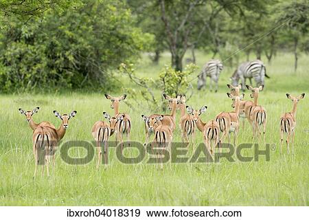 Herde Impalas (Aepyceros melampus), hinten Zebras, Lake-Mburo-Nationalpark, Uganda, Afrika View Large Photo Image Stock Photo - Herde Impalas (Aepyceros melampus), hinten Zebras, Lake-Mburo-Nationalpark, Uganda, Afrika. Fotosearch