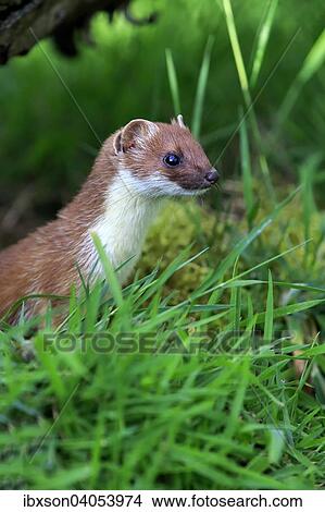 Hermelin (Mustela erminea), adult, wachsam, Surrey, England, Grossbritannien, Europa View Large Photo Image Picture - Hermelin (Mustela erminea), adult, wachsam, Surrey, England, Grossbritannien, Europa. Fotosearch
