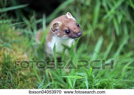 Hermelin (Mustela erminea), adult, wachsam, Surrey, England, Grossbritannien, Europa View Large Photo Image Stock Image - Hermelin (Mustela erminea), adult, wachsam, Surrey, England, Grossbritannien, Europa. Fotosearch