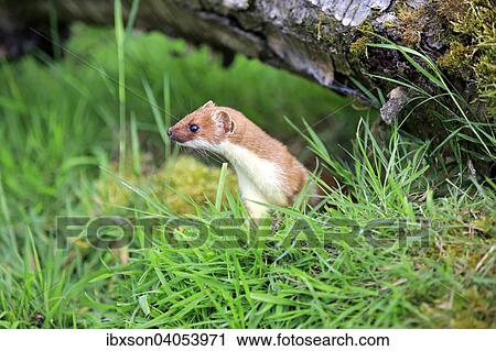 Hermelin (Mustela erminea), adult, wachsam, Surrey, England, Grossbritannien, Europa View Large Photo Image Stock Image - Hermelin (Mustela erminea), adult, wachsam, Surrey, England, Grossbritannien, Europa. Fotosearch