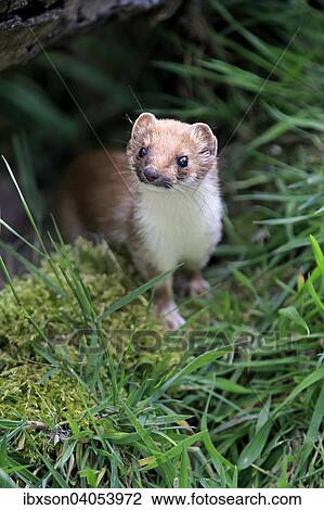 Hermelin (Mustela erminea), adult, wachsam, Surrey, England, Grossbritannien, Europa View Large Photo Image Stock Image - Hermelin (Mustela erminea), adult, wachsam, Surrey, England, Grossbritannien, Europa. Fotosearch