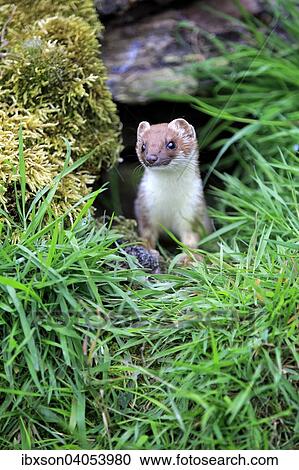 Hermelin (Mustela erminea), adult, wachsam, Surrey, England, Grossbritannien, Europa View Large Photo Image Stock Image - Hermelin (Mustela erminea), adult, wachsam, Surrey, England, Grossbritannien, Europa. Fotosearch