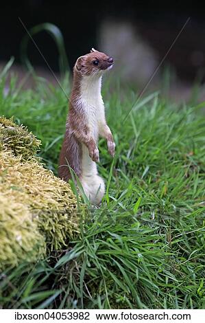 Hermelin (Mustela erminea), adult, wachsam, aufrecht stehend, Surrey, England, Grossbritannien, Europa View Large Photo Image Stock Image - Hermelin (Mustela erminea), adult, wachsam, aufrecht stehend, Surrey, England, Grossbritannien, Europa. Fotosearch
