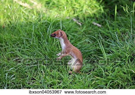 Hermelin (Mustela erminea), adult, wachsam, Surrey, England, Grossbritannien, Europa View Large Photo Image Stock Photo - Hermelin (Mustela erminea), adult, wachsam, Surrey, England, Grossbritannien, Europa. Fotosearch