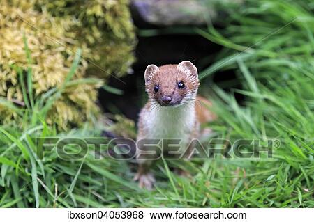 Hermelin (Mustela erminea), adult, wachsam, Surrey, England, Grossbritannien, Europa View Large Photo Image Stock Photo - Hermelin (Mustela erminea), adult, wachsam, Surrey, England, Grossbritannien, Europa. Fotosearch