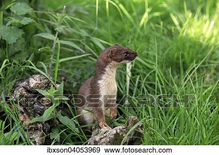Hermelin (Mustela erminea), adult, wachsam, Surrey, England, Grossbritannien, Europa View Large Photo Image Stock Photo - Hermelin (Mustela erminea), adult, wachsam, Surrey, England, Grossbritannien, Europa. Fotosearch