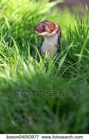 Hermelin (Mustela erminea), adult, wachsam, Surrey, England, Grossbritannien, Europa View Large Photo Image Stock Photo - Hermelin (Mustela erminea), adult, wachsam, Surrey, England, Grossbritannien, Europa. Fotosearch