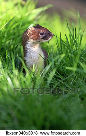 Hermelin (Mustela erminea), adult, wachsam, Surrey, England, Grossbritannien, Europa View Large Photo Image Stock Photo - Hermelin (Mustela erminea), adult, wachsam, Surrey, England, Grossbritannien, Europa. Fotosearch