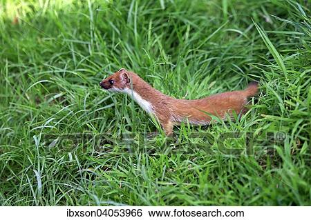 Hermelin (Mustela erminea), adult, wachsam, Surrey, England, Grossbritannien, Europa View Large Photo Image Stock Photograph - Hermelin (Mustela erminea), adult, wachsam, Surrey, England, Grossbritannien, Europa. Fotosearch