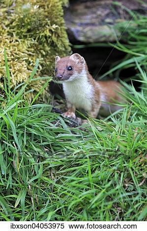 Hermelin (Mustela erminea), adult, wachsam, Surrey, England, Grossbritannien, Europa View Large Photo Image Stock Photography - Hermelin (Mustela erminea), adult, wachsam, Surrey, England, Grossbritannien, Europa. Fotosearch