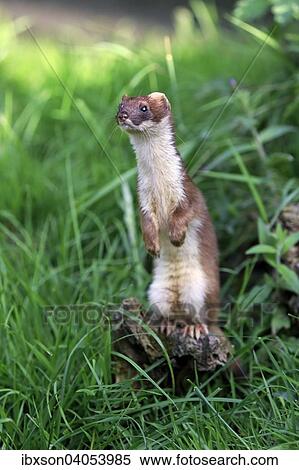 Hermelin (Mustela erminea), adult, wachsam, aufrecht stehend, Surrey, England, Grossbritannien, Europa View Large Photo Image Stock Photography - Hermelin (Mustela erminea), adult, wachsam, aufrecht stehend, Surrey, England, Grossbritannien, Europa. Fotosearch