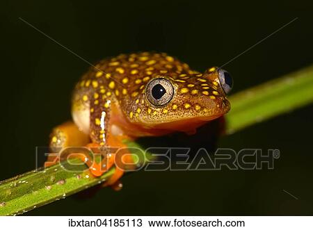 Heterixalus alboguttatus Frosch, Ranomafana, Madagaskar, Afrika View Large Photo Image Stock Image - Heterixalus alboguttatus Frosch, Ranomafana, Madagaskar, Afrika. Fotosearch