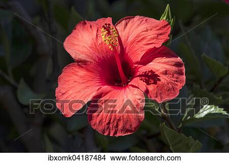 Hibiskus (Hibiscus sp. ), Blute, Baden-Wurttemberg, Deutschland, Europa View Large Photo Image Picture - Hibiskus (Hibiscus sp. ), Blute, Baden-Wurttemberg, Deutschland, Europa. Fotosearch