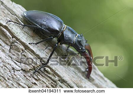 Hirschkafer (Lucanus cervus) auf Baumstamm, Emsland, Niedersachsen, Deutschland, Europa View Large Photo Image Stock Image - Hirschkafer (Lucanus cervus) auf Baumstamm, Emsland, Niedersachsen, Deutschland, Europa. Fotosearch