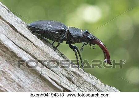 Stock Image - Hirschkafer (Lucanus cervus) auf Baumstamm, Emsland, Niedersachsen, Deutschland, Europa. Fotosearch