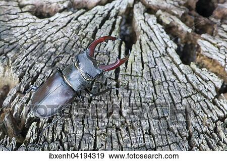 Hirschkafer (Lucanus cervus) auf Baumstamm, Emsland, Niedersachsen, Deutschland, Europa View Large Photo Image Stock Photo - Hirschkafer (Lucanus cervus) auf Baumstamm, Emsland, Niedersachsen, Deutschland, Europa. Fotosearch