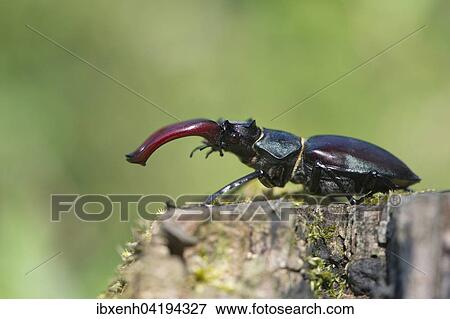 Hirschkafer (Lucanus cervus) auf Baumstamm, Emsland, Niedersachsen, Deutschland, Europa View Large Photo Image Stock Photo - Hirschkafer (Lucanus cervus) auf Baumstamm, Emsland, Niedersachsen, Deutschland, Europa. Fotosearch